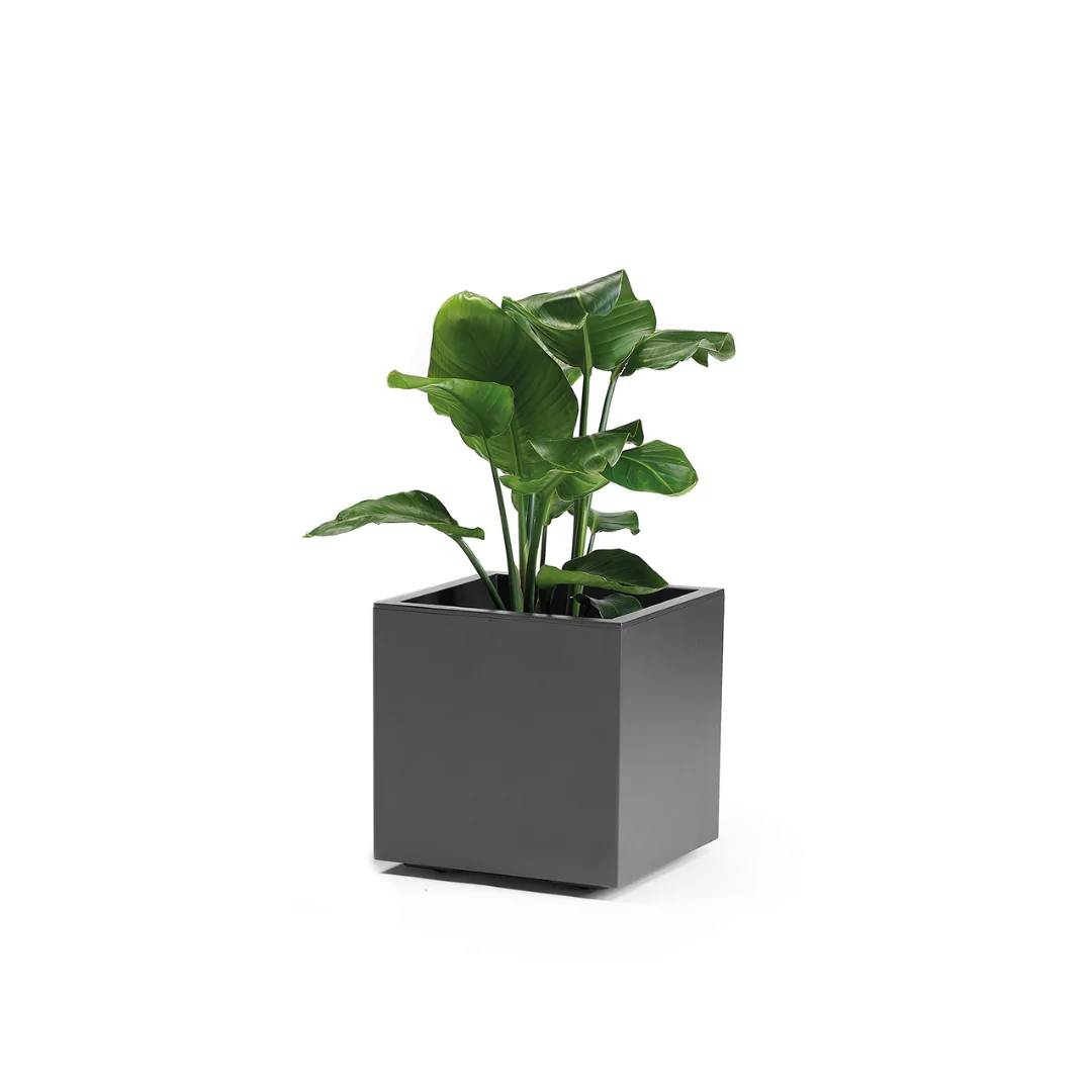 Miniatura 12